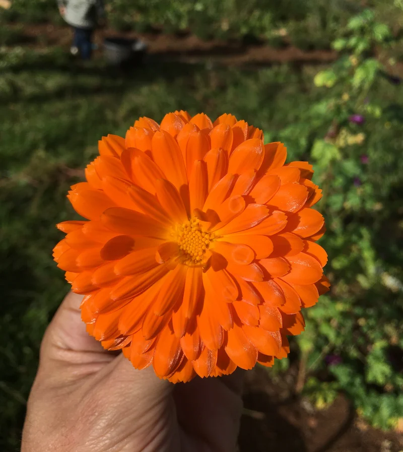 Gros plan sur une fleur orange dans un jardin