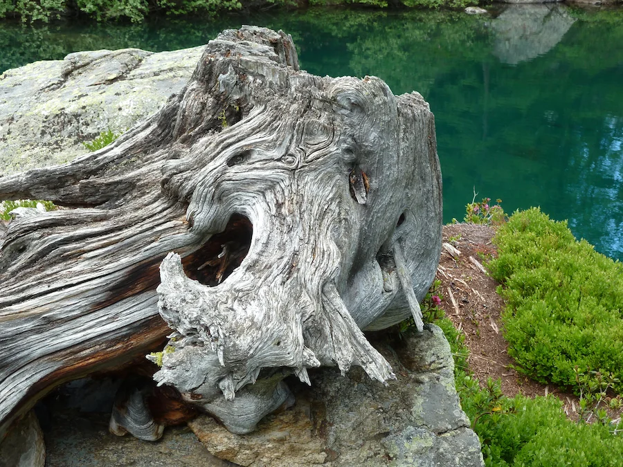 Souche d'arbre avec une forme particulière au bord de l'eau